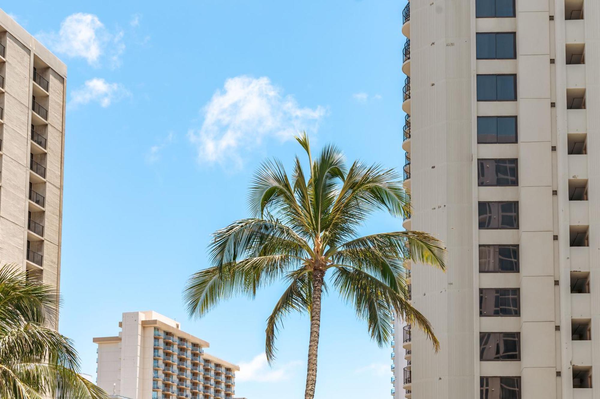 Fabulous Diamond Head & Ocean View With Free Parking Apartment